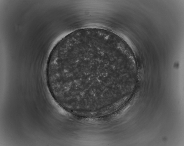 X0000100850995200807070929