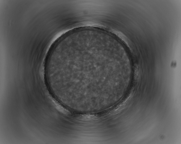 X0000100851024200807070928