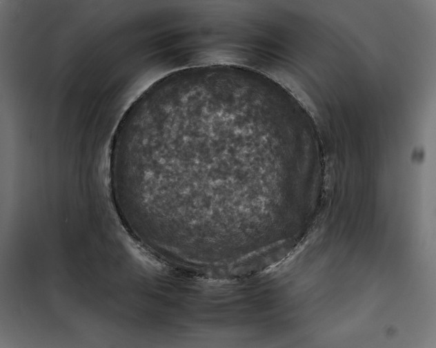 X0000100851031200807070928