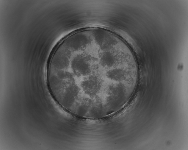 X0000100851032200807070928