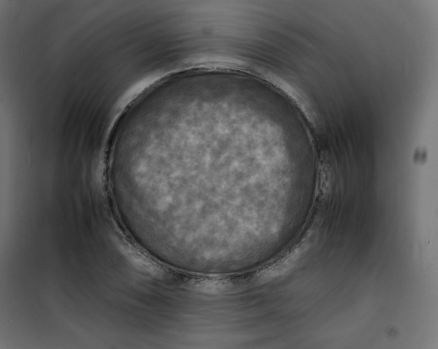 X0000100851074200807070927