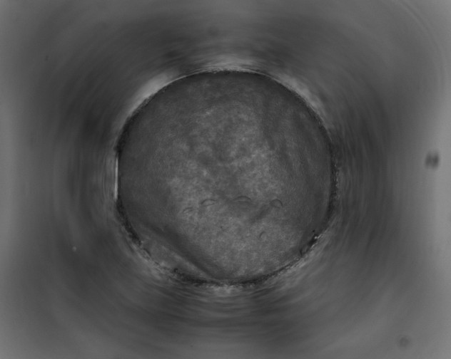 X0000100851219200807070925