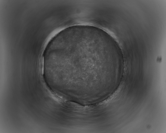 X0000100851223200807070925