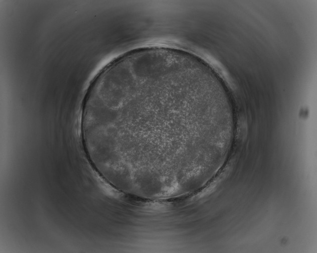 X0000100851224200807070925