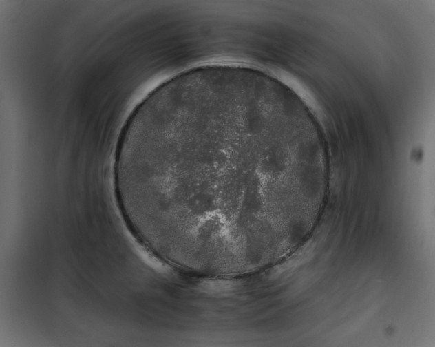 X0000100851237200807070925