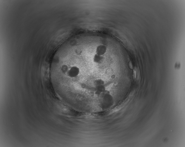 X0000100851251200807070924