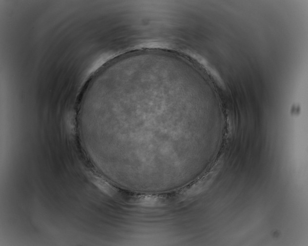 X0000100851266200807070924