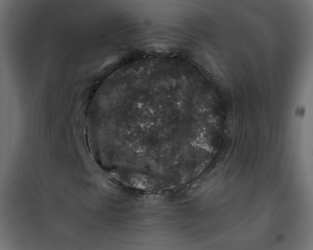 X0000100851297200807070923