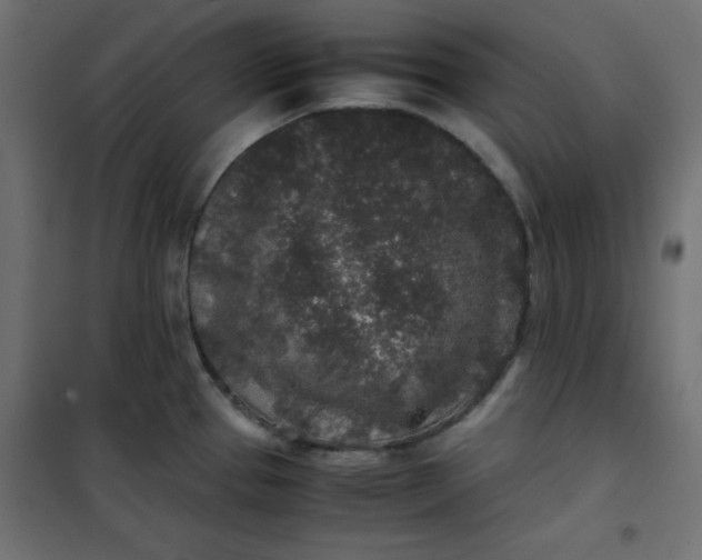 X0000100851337200807070924