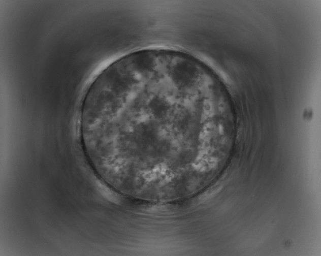 X0000100851367200807070923