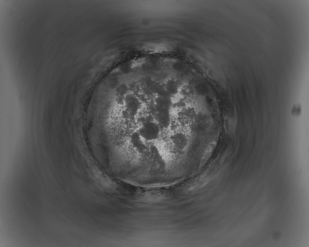 X0000100851393200807070921