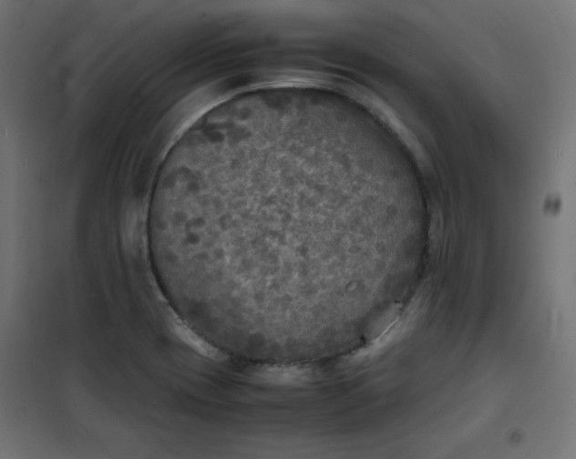 X0000100851417200807070922