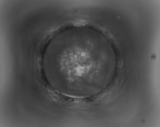 X0000100851445200807070921