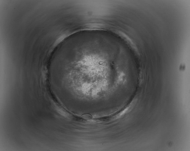 X0000100851449200807070921