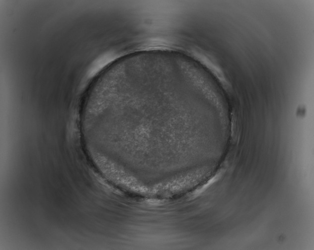 X0000100851453200807070921