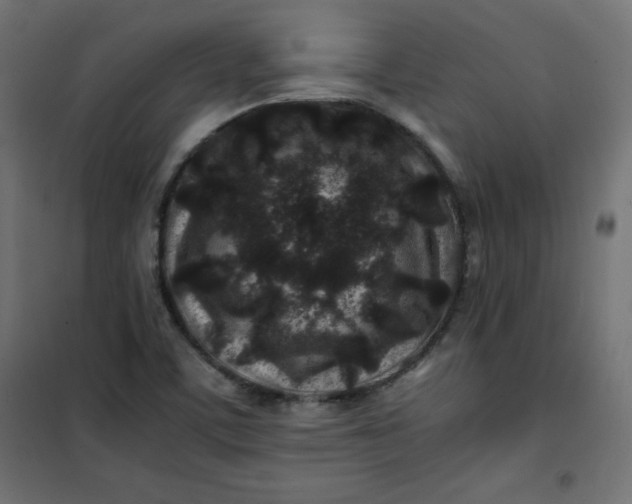 X0000100851459200807070921