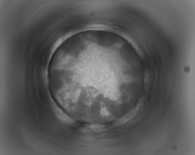 X0000100851466200807070921