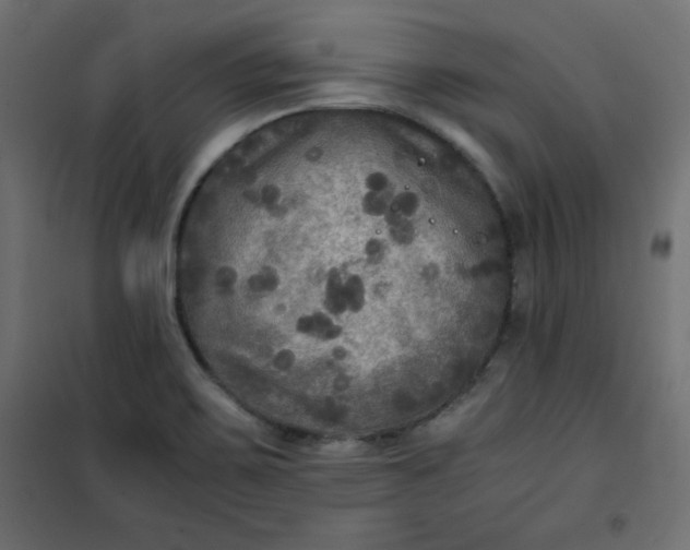 X0000100851467200807070921