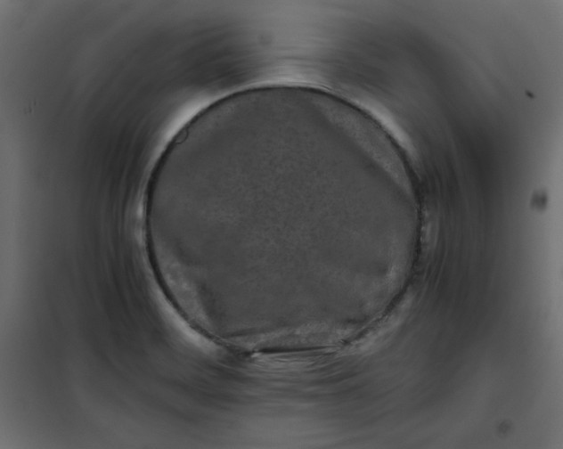 X0000100851468200807070921