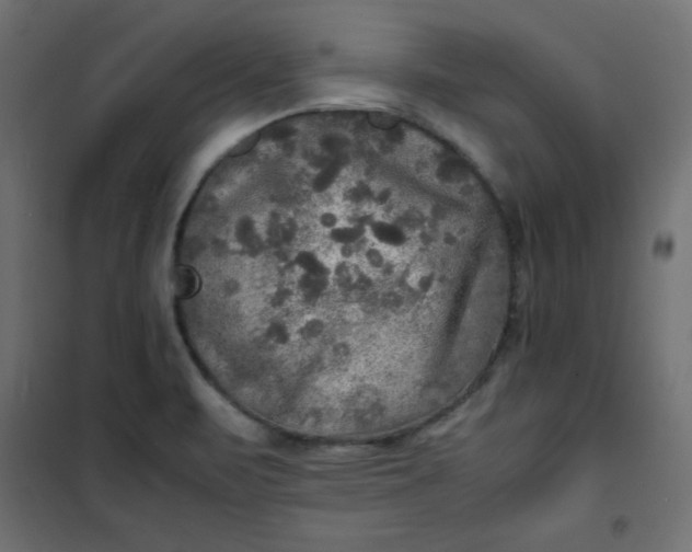 X0000100851471200807070921