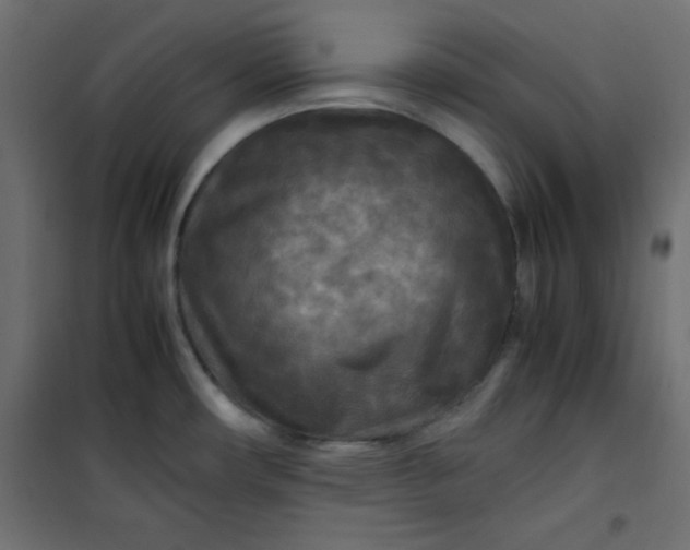 X0000100851482200807070921