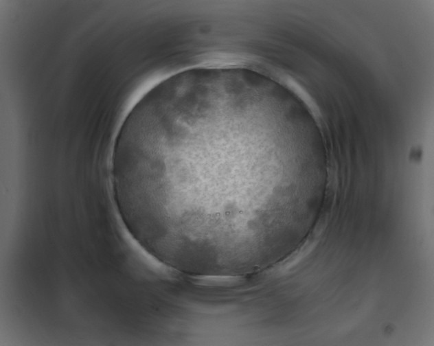 X0000100851487200807070921