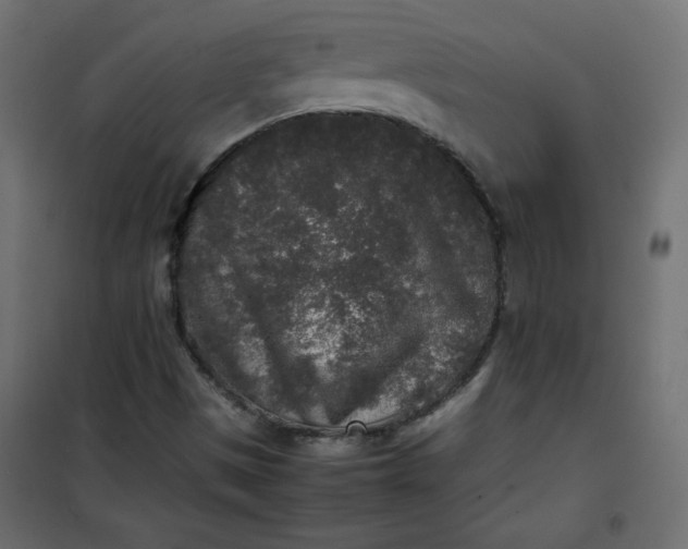 X0000100851497200807070920