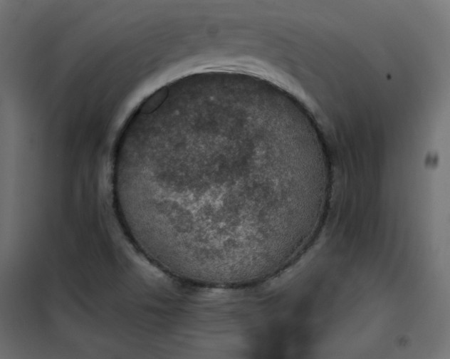 X0000100851506200807070920