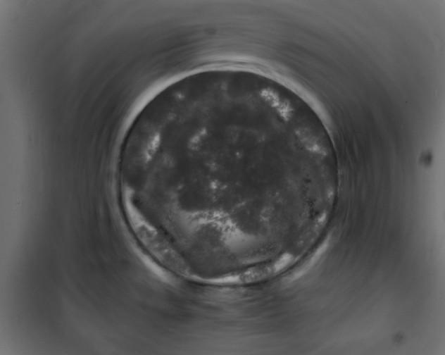 X0000100851533200807070921