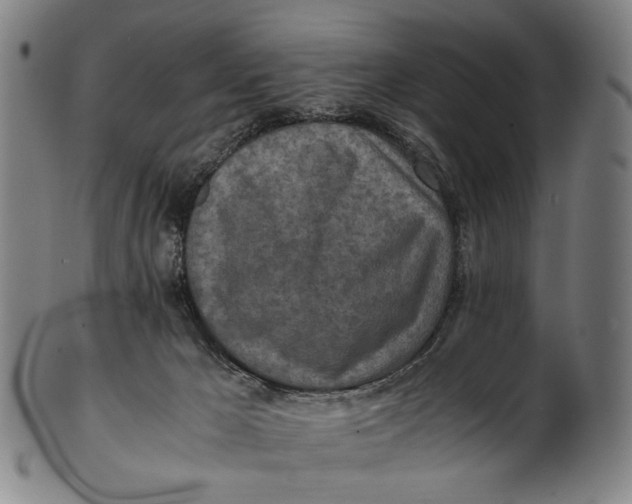 X0000100850029200807111226