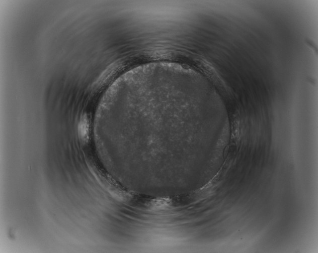 X0000100850124200807111225