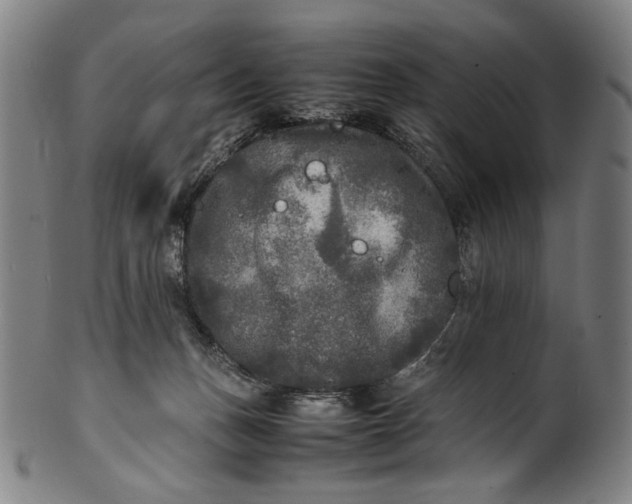 X0000100850175200807111224