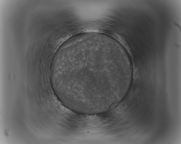 X0000100850385200807111221