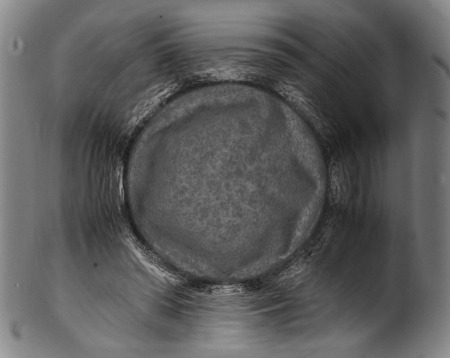 X0000100850398200807111221