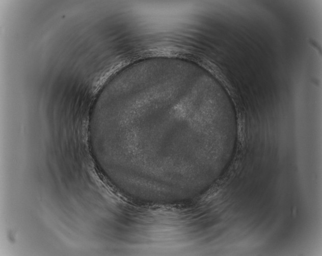 X0000100850434200807111220