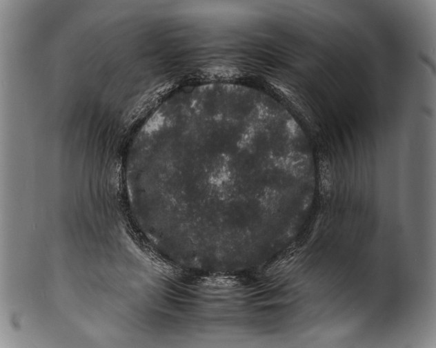 X0000100850451200807111220