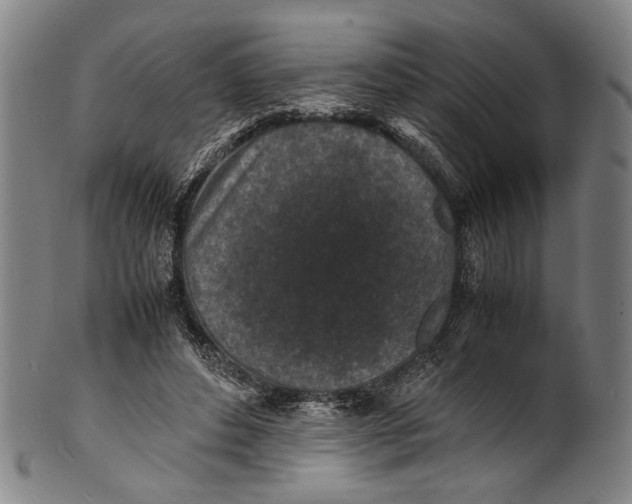 X0000100850496200807111219