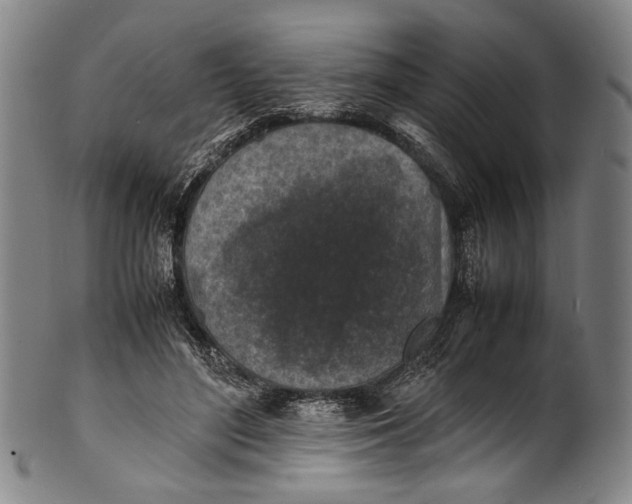 X0000100850500200807111219