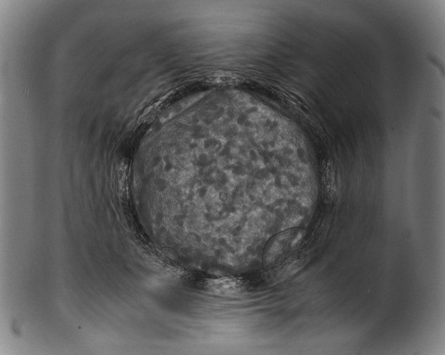 X0000100850511200807111219