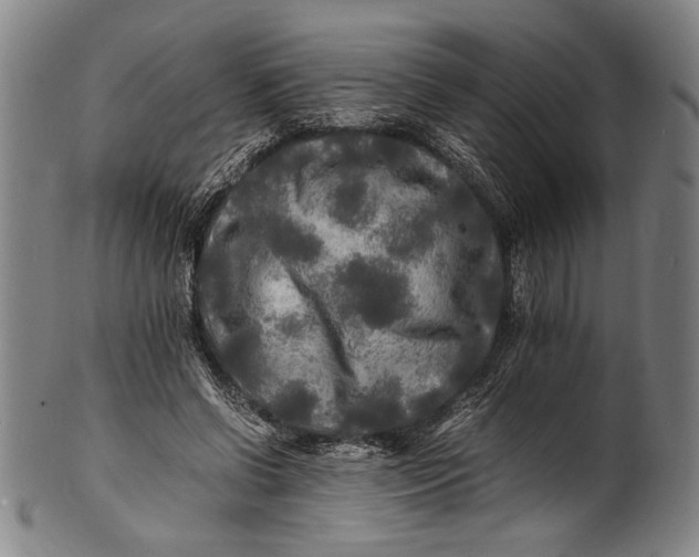 X0000100850542200807111218