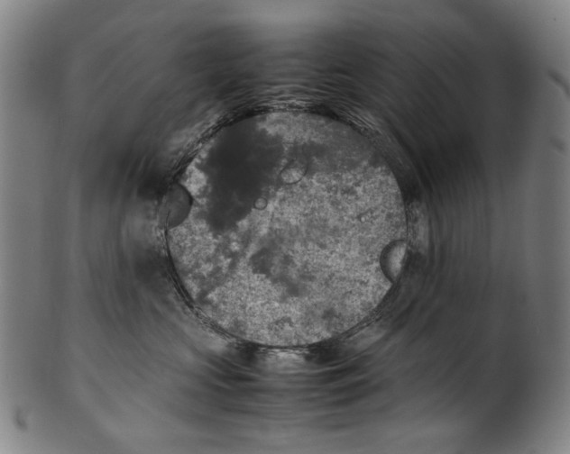 X0000100850573200807111219