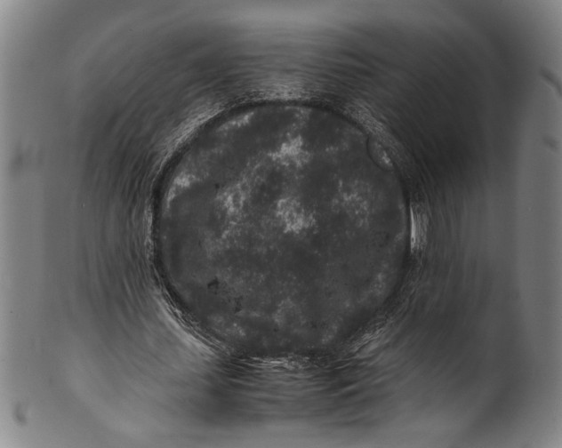 X0000100850627200807111217