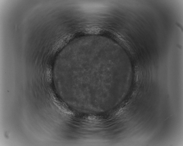 X0000100850641200807111217