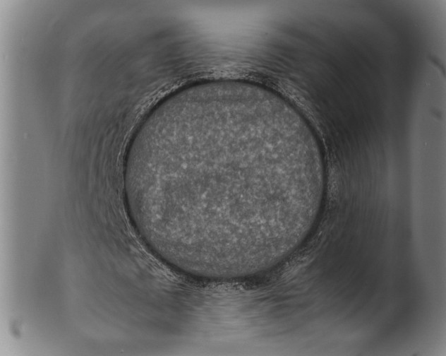 X0000100850673200807111217