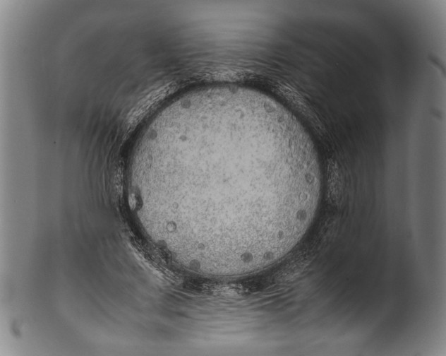 X0000100850683200807111217