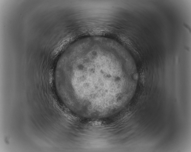 X0000100850687200807111216