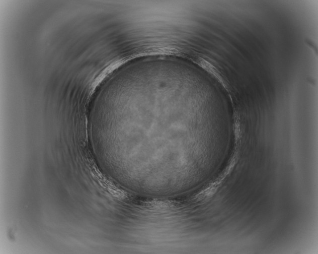 X0000100850781200807111215