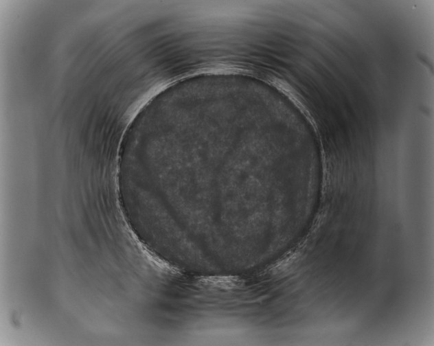 X0000100850853200807111214