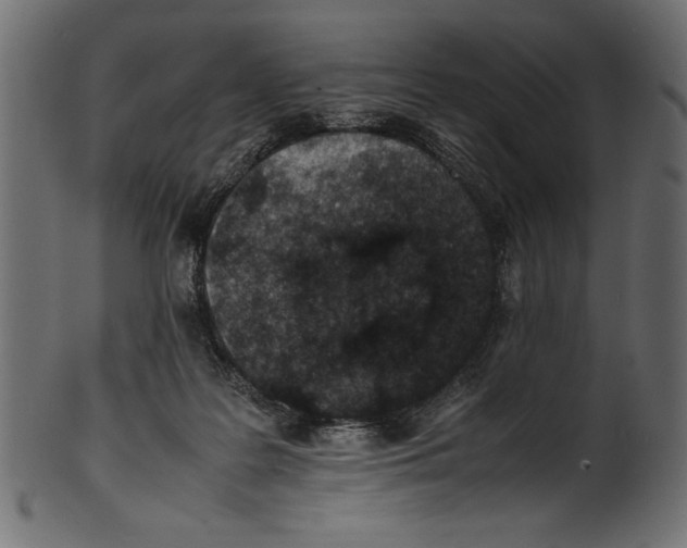 X0000100850219200807181103