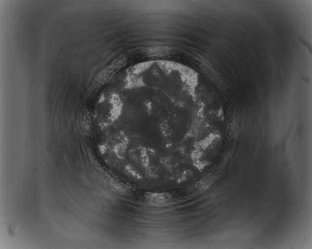 X0000100850277200807181103